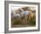 White Camargue Horses Running, Provence, France-Jim Zuckerman-Framed Photographic Print