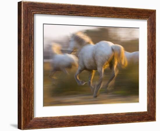 White Camargue Horses Running, Provence, France-Jim Zuckerman-Framed Photographic Print