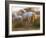 White Camargue Horses Running, Provence, France-Jim Zuckerman-Framed Photographic Print