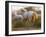 White Camargue Horses Running, Provence, France-Jim Zuckerman-Framed Photographic Print