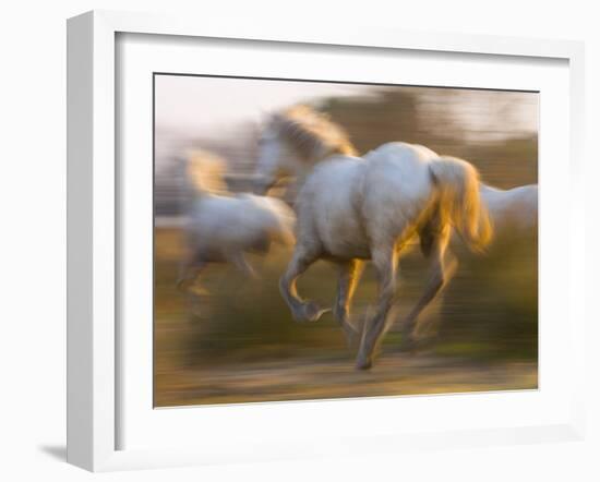 White Camargue Horses Running, Provence, France-Jim Zuckerman-Framed Photographic Print