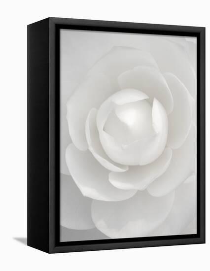 White camellia-Clive Nichols-Framed Premier Image Canvas