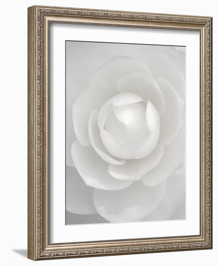White camellia-Clive Nichols-Framed Photographic Print