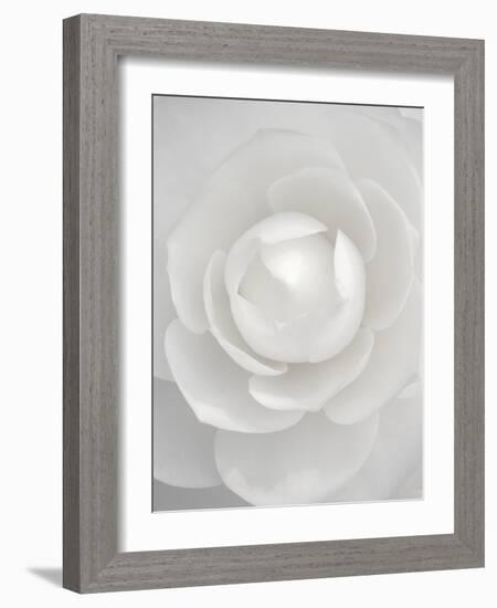 White camellia-Clive Nichols-Framed Photographic Print