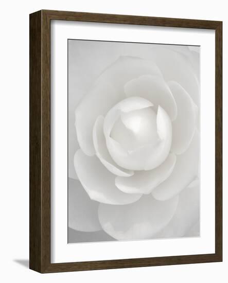 White camellia-Clive Nichols-Framed Photographic Print