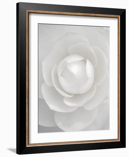 White camellia-Clive Nichols-Framed Photographic Print