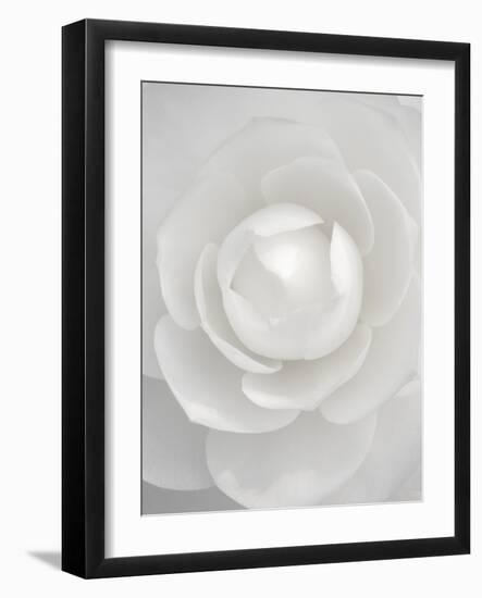 White camellia-Clive Nichols-Framed Photographic Print