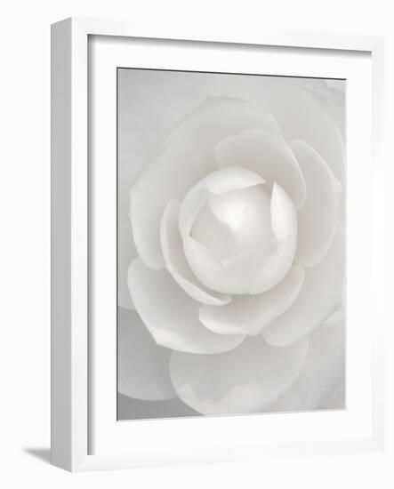 White camellia-Clive Nichols-Framed Photographic Print