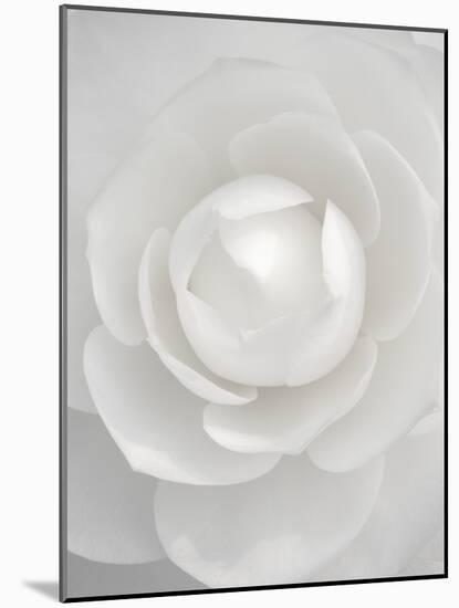 White camellia-Clive Nichols-Mounted Photographic Print