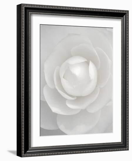 White camellia-Clive Nichols-Framed Photographic Print