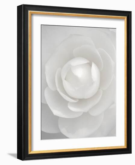 White camellia-Clive Nichols-Framed Photographic Print