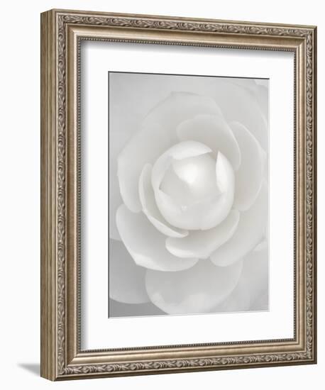 White camellia-Clive Nichols-Framed Photographic Print