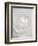 White camellia-Clive Nichols-Framed Photographic Print