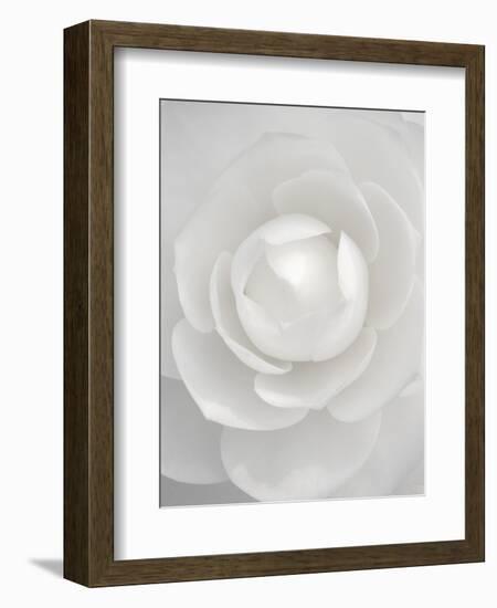 White camellia-Clive Nichols-Framed Photographic Print