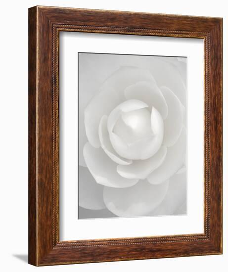 White camellia-Clive Nichols-Framed Photographic Print