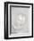 White camellia-Clive Nichols-Framed Photographic Print