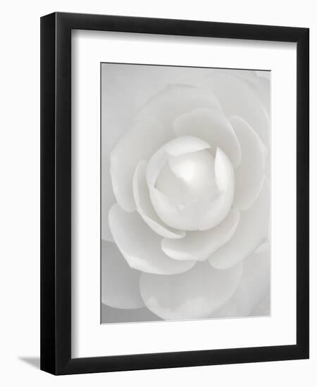 White camellia-Clive Nichols-Framed Photographic Print