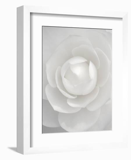 White camellia-Clive Nichols-Framed Photographic Print