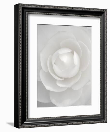 White camellia-Clive Nichols-Framed Photographic Print