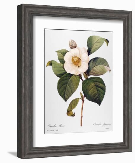 White Camellia-null-Framed Giclee Print