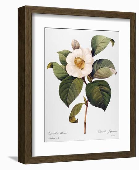 White Camellia--Framed Giclee Print
