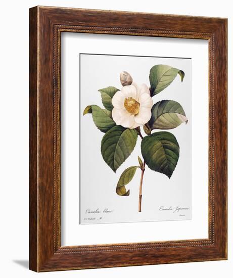 White Camellia-null-Framed Giclee Print