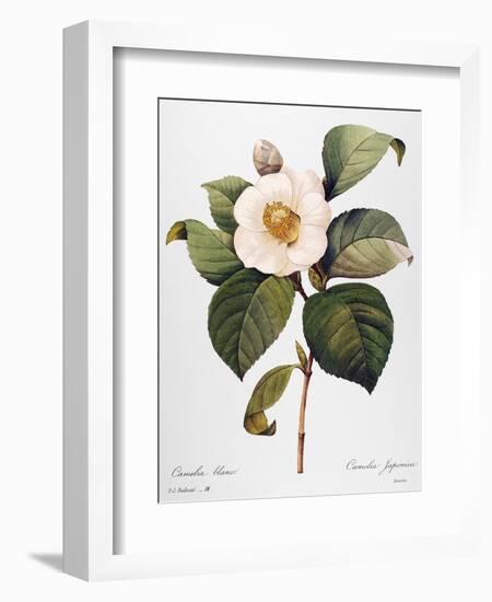 White Camellia-null-Framed Giclee Print