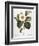 White Camellia-null-Framed Giclee Print