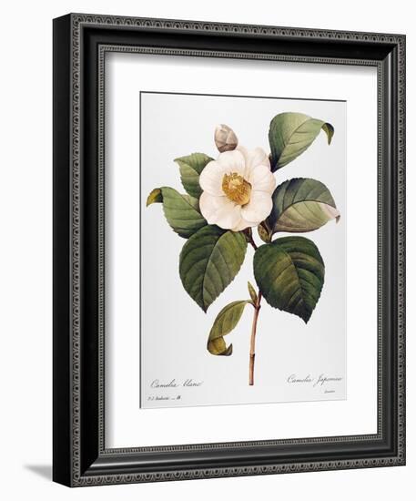 White Camellia-null-Framed Giclee Print