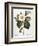 White Camellia-null-Framed Giclee Print