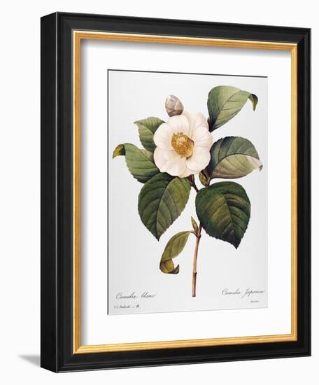 White Camellia-null-Framed Giclee Print