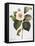 White Camellia-null-Framed Premier Image Canvas