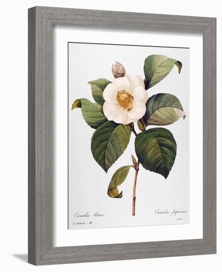 White Camellia-null-Framed Giclee Print