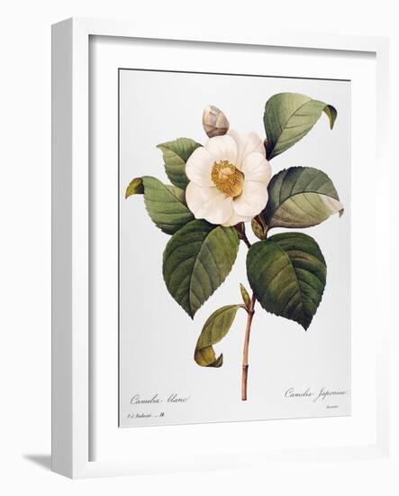 White Camellia-null-Framed Giclee Print