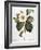 White Camellia-null-Framed Giclee Print