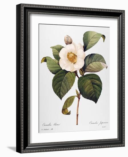 White Camellia-null-Framed Giclee Print