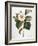 White Camellia-null-Framed Giclee Print