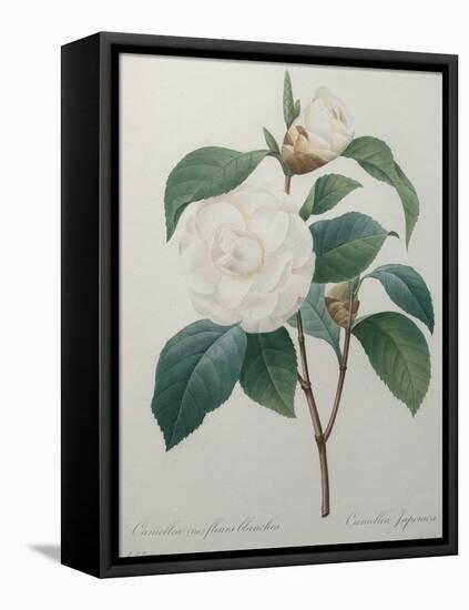 White Camellia-Pierre-Joseph Redoute-Framed Stretched Canvas