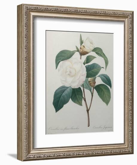 White Camellia-Pierre-Joseph Redoute-Framed Art Print