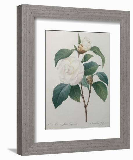 White Camellia-Pierre-Joseph Redoute-Framed Art Print