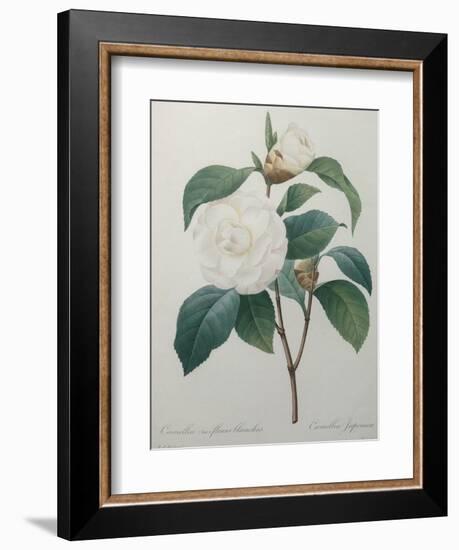 White Camellia-Pierre-Joseph Redoute-Framed Art Print