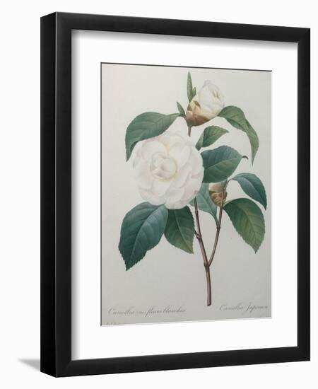 White Camellia-Pierre-Joseph Redoute-Framed Art Print