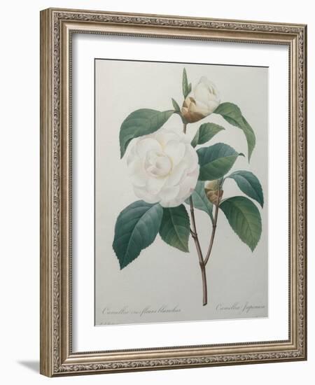 White Camellia-Pierre-Joseph Redoute-Framed Art Print