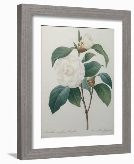 White Camellia-Pierre-Joseph Redoute-Framed Art Print