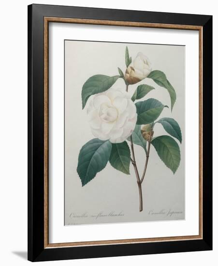 White Camellia-Pierre-Joseph Redoute-Framed Art Print