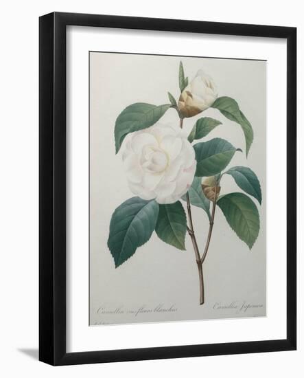 White Camellia-Pierre-Joseph Redoute-Framed Art Print