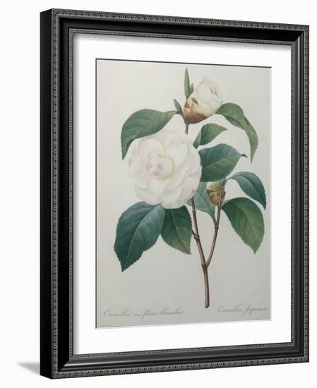 White Camellia-Pierre-Joseph Redoute-Framed Art Print