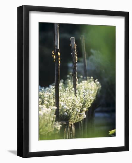 White Camomile in Garden-Joerg Lehmann-Framed Photographic Print