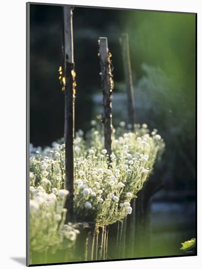 White Camomile in Garden-Joerg Lehmann-Mounted Photographic Print