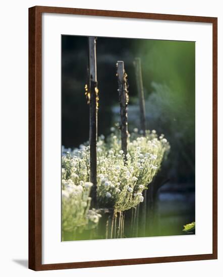 White Camomile in Garden-Joerg Lehmann-Framed Photographic Print